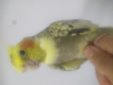Evcil sultan papağanı açıklamayı okuyun!!!!