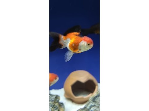 Oranda japon balığı
