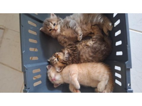 British shorthair yavru
