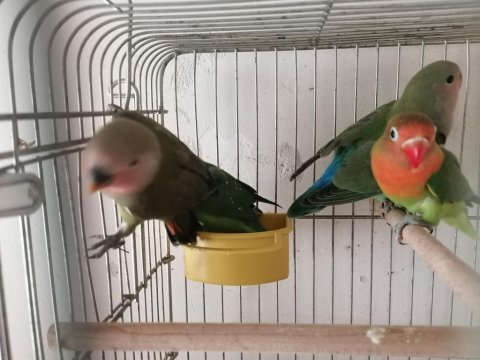 Cennet ve sevda papağanları