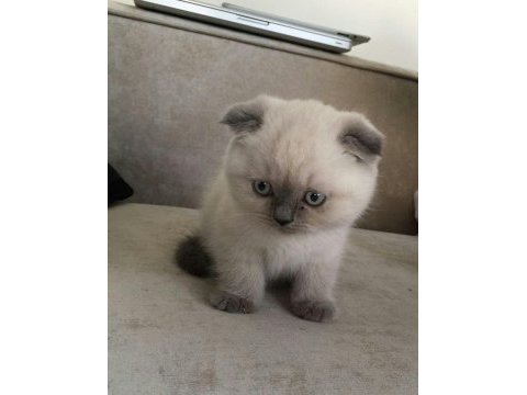 Longhair scottish fold çok uygun bebekler
