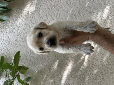 A kalite golden retriever yavrular