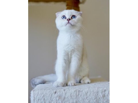 Anne baba şecereli scottish fold
