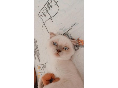 Scottish fold blue point