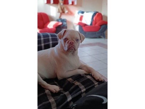 Platinum pink pug mops