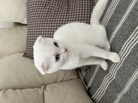 Scottish fold ve scottish straight