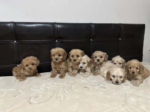 Mikro boy poodle yavrularımız