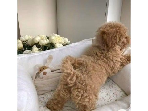 Toy poodle den farksız teacup maltipoo daha uygunu yok