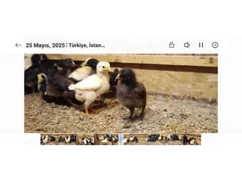 Köy civcivleri