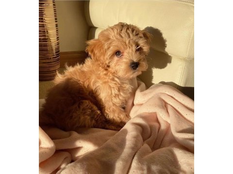 Birinci sınıf maltipoo yavruları