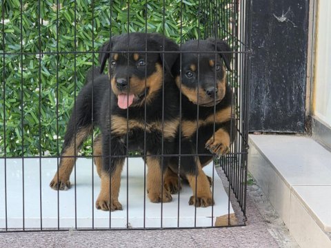 A kalite erkek rottweiler yavrularımız