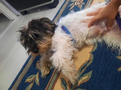 Sahiplendirilecek terrier