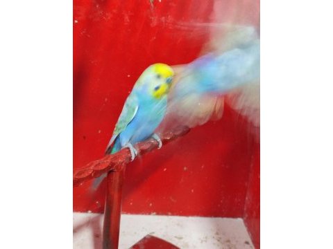 Rainbow takım ve yavru muhabbet kuşlar