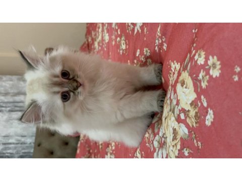 British longhair mavi gözlü dişi yavru