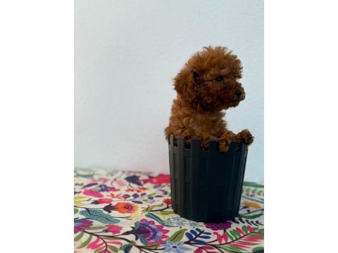 A scrli̇ ev üreti̇mi̇ toy poodle yavrularimiz