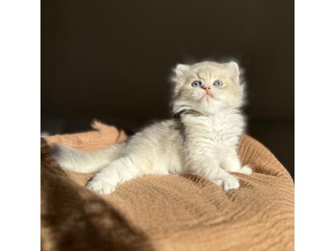 Blue golden ay11 mükemmel kalite british longhair