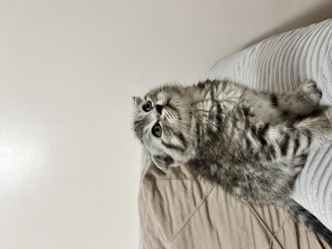 Scottish fold yavrularımız
