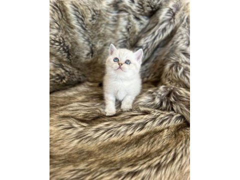 British shorthair ırkının en güzel örnekleri