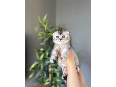 Scottısh fold ırk garantili yavrularım 