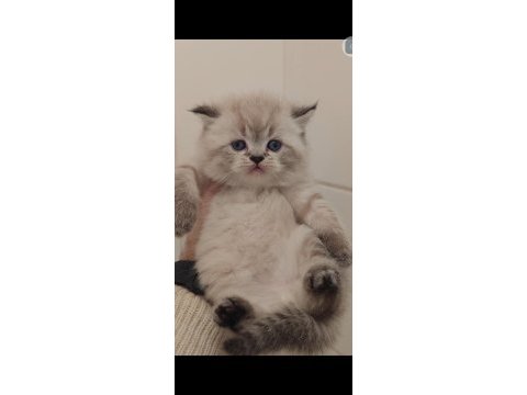 British longhair kedimiz için ulaşın