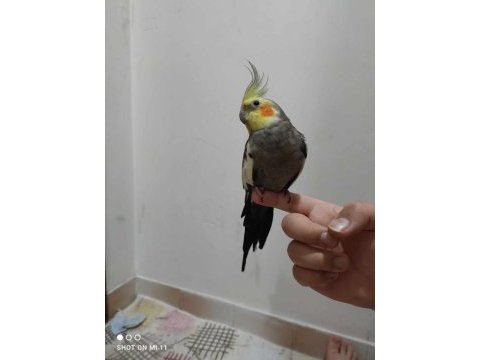 Alışık erkek yavru sultan papağanı