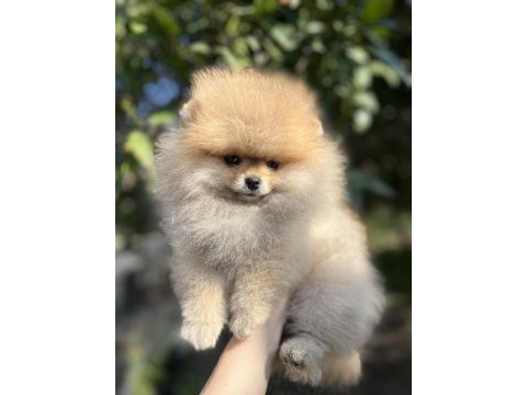 Şecereli teddy bear dişi pomeranian