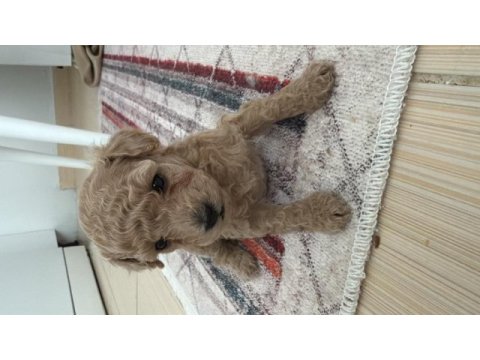 Tekirdağ minyatür poodle 2 aylık
