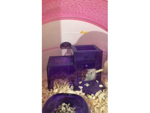 Neşeli hamster ailesi