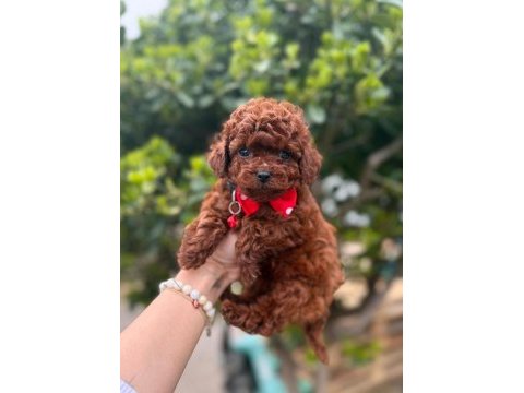 Sevimli toy poodle yavrularımız