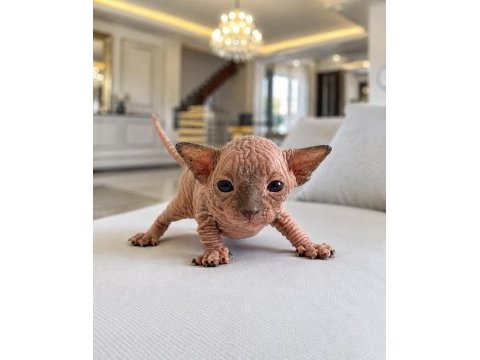 A kalite şecereli safkan kanada sphynx