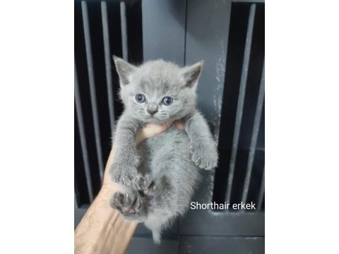 Farklı cins kediler vardır
