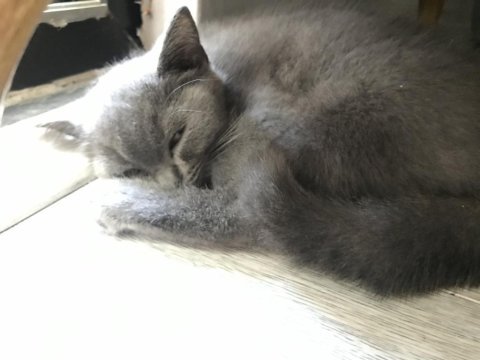 3 aylık british shorthair