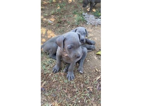 Cane corso korumaci sevimli yavrular