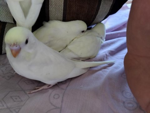 Evde beslediğim kuşlarımın yavruları