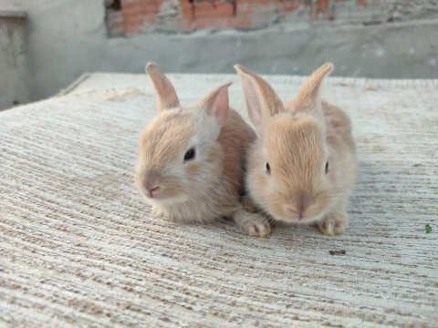 Tavşan yerli aslanbas yavrular