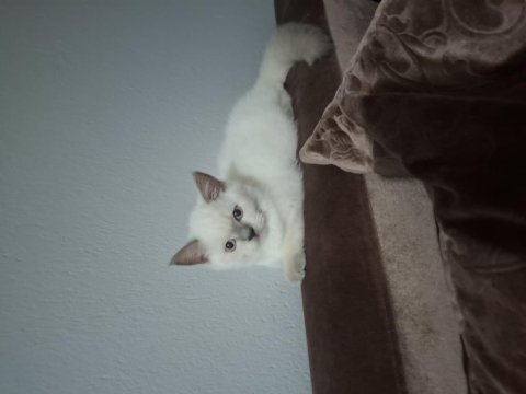 British shorthair erkek