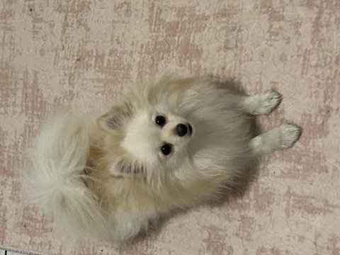 Dişi pomeranian 1 yaşını doldurdu