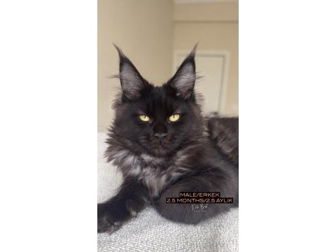 Türkiyenin her yerine teslim xxl maine coon kedileri