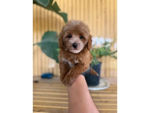Maltipoo bebekler referans yavru