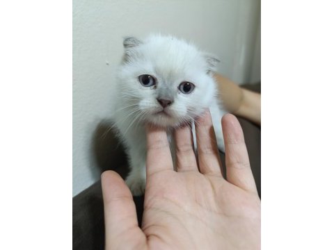 Minik scottish fold yavrularım