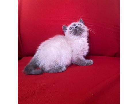 Blue point british shorthair bebekler