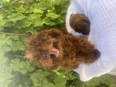 Dişi yetişkin dark poodle kızımız