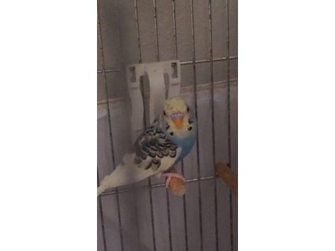 Yavru ve çok temiz kuşlar ev bakımında büyüdü