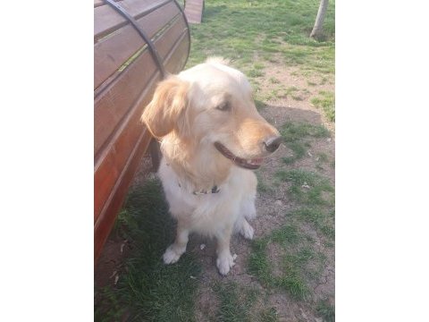 İnsan canlısı dişi golden retriever