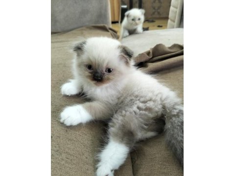 Mavi göz erkek kırık kulak scottish fold 2.5 aylık