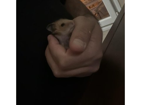 1 aylık yavru suriye hamster
