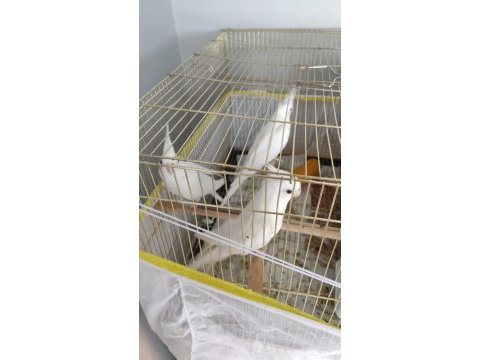 Saf kan albino kırmızı göz sultan papağanı