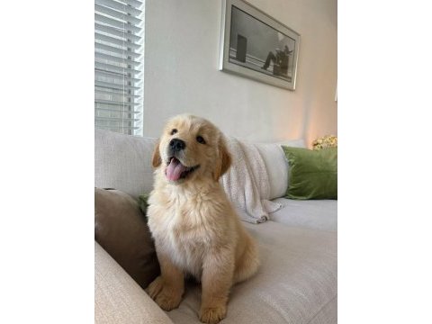 Piyasa canavarı sevimli golden retriever