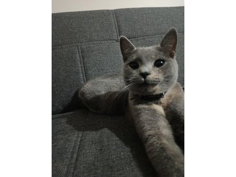 Acil sahiplendirme ücretsiz kedimiz