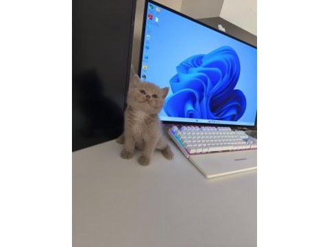Fawn bsh safkan şecereli british shorthair
